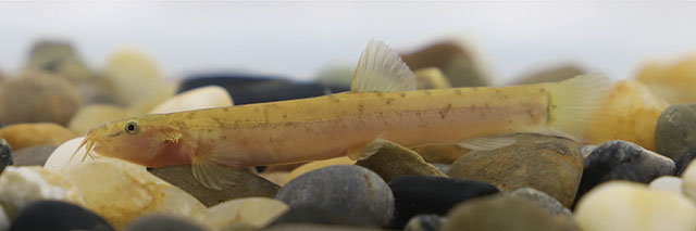 Oreonectes polystigmus
