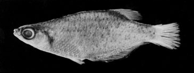Oryzias profundicola