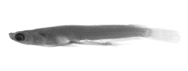 Oryzias setnai