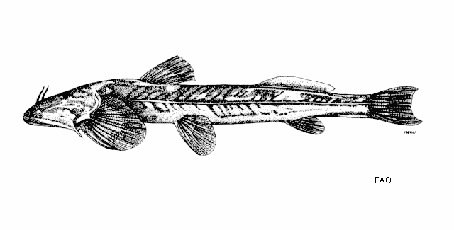Oreoglanis siamensis
