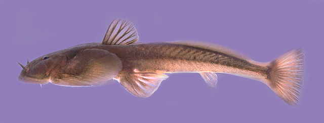 Oreoglanis tenuicauda