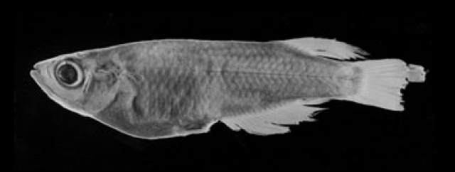 Oryzias timorensis