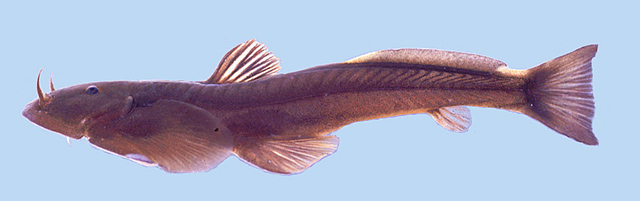 Oreoglanis vicina
