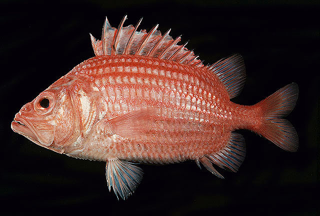 Osarc_u0.jpg