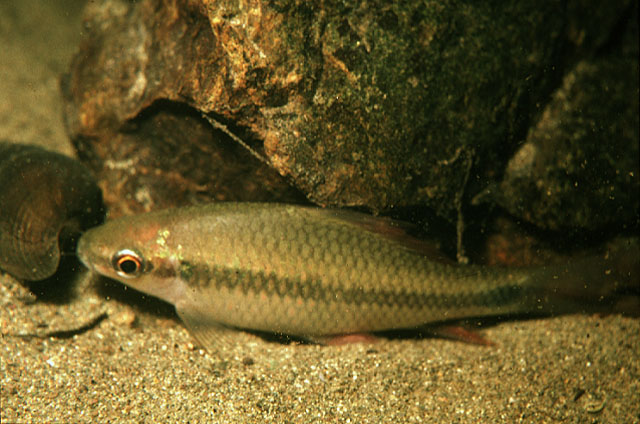 Oschi_u0.jpg