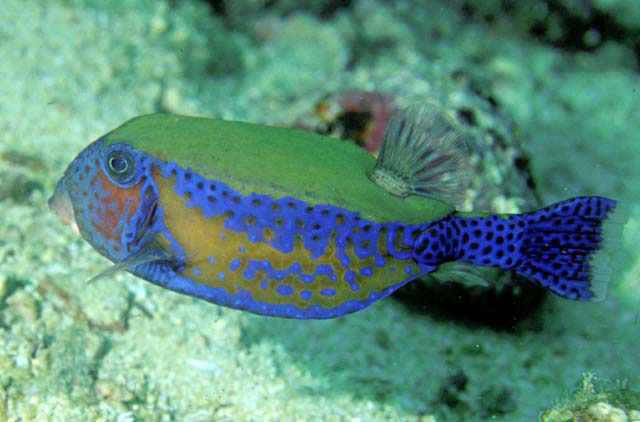 Ostracion cyanurus