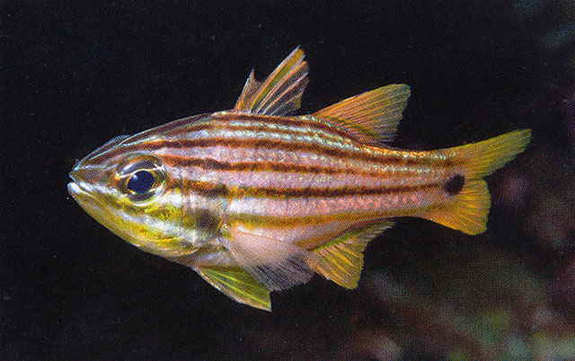 Ostorhinchus schlegeli