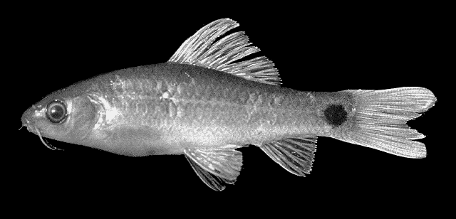 Osteochilus spilurus