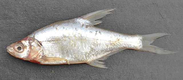 Osteobrama vigorsii