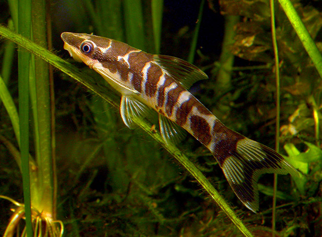 Otocinclus cocama