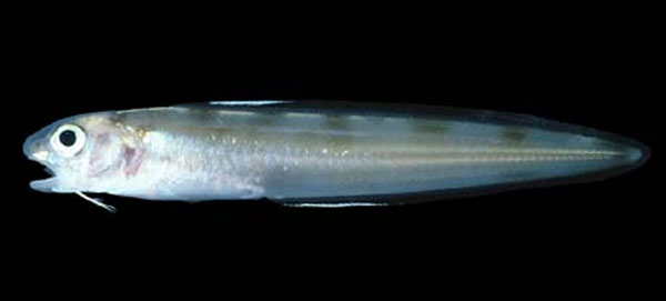 Otophidium indefatigabile
