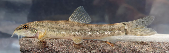 Oxynoemacheilus chaboras