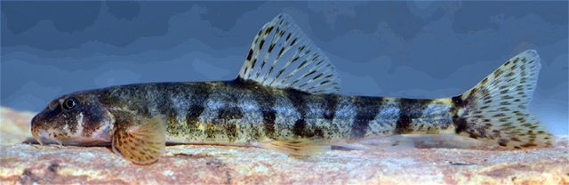 Oxynoemacheilus kurdistanicus