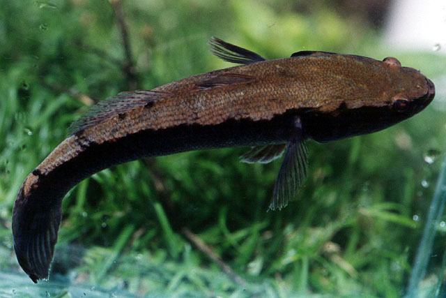 Oxyeleotris lineolata