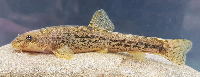 Oxynoemacheilus paucilepis