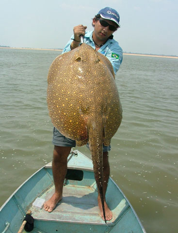 Potamotrygon scobina