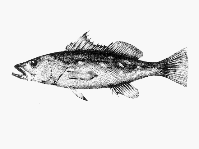 Paralabrax albomaculatus