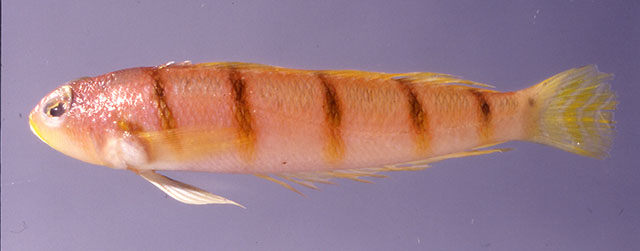 Parapercis algrahami