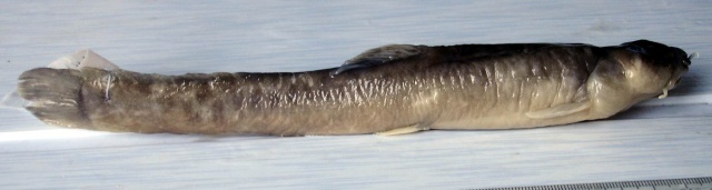 Homatula anguillioides
