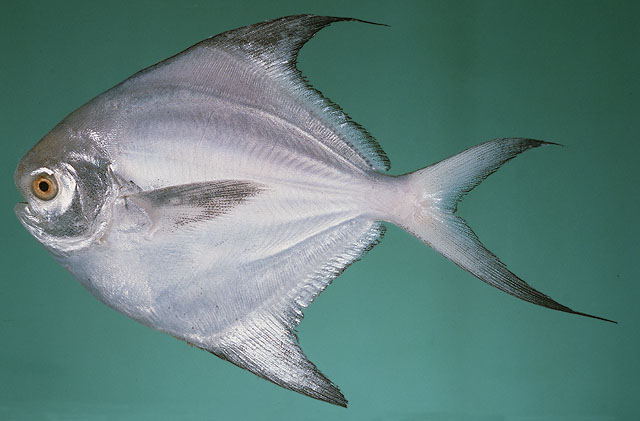 Pampus argenteus