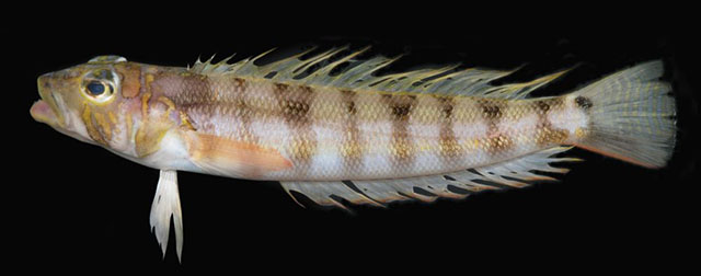 Parapercis atlantica