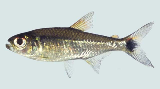 Parapristella aubynei