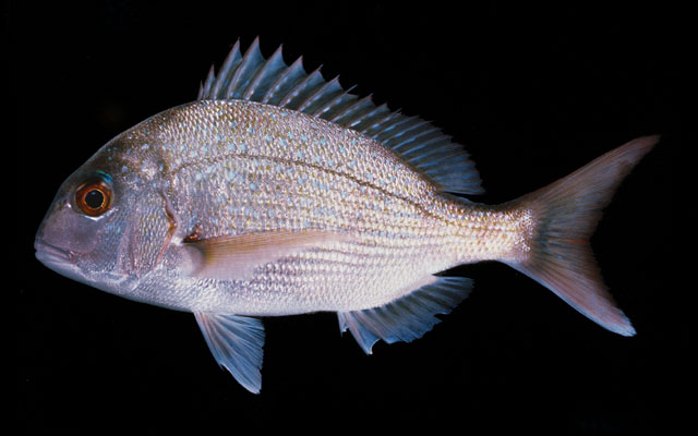 Pagrus auratus