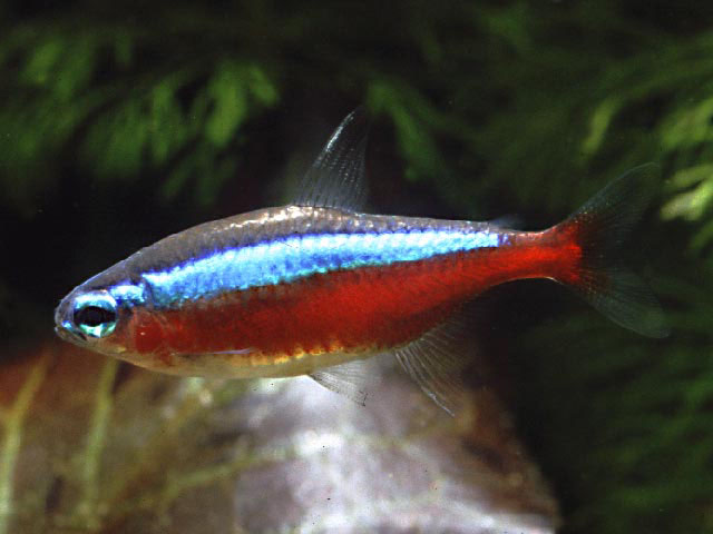 Paracheirodon axelrodi