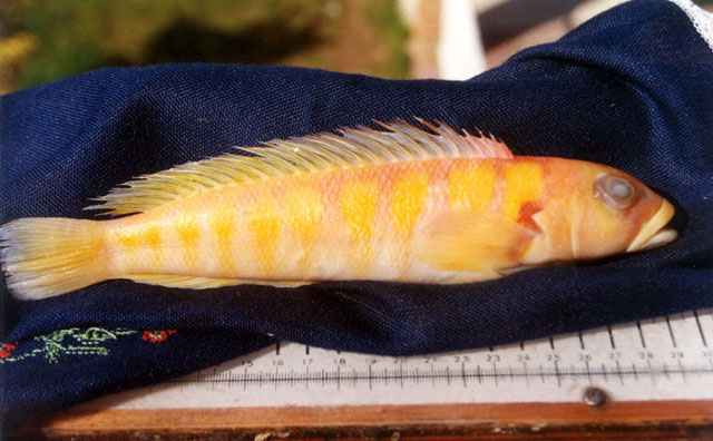Parapercis banoni
