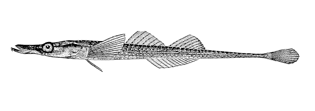Pallasina barbata