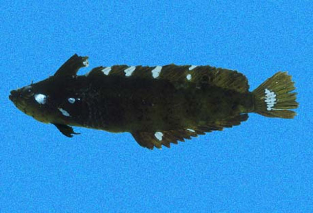 Paraclinus beebei