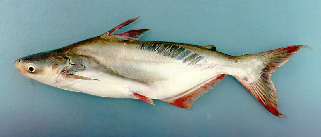 Pangasius bocourti