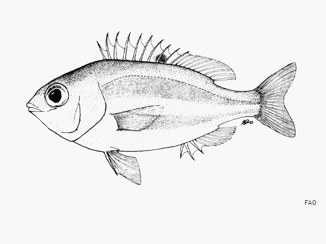 Parascolopsis boesemani