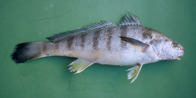 Paralonchurus brasiliensis
