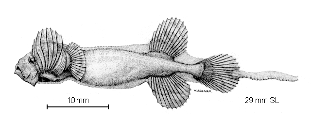 Parataeniophorus brevis