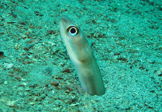 Paraconger caudilimbatus