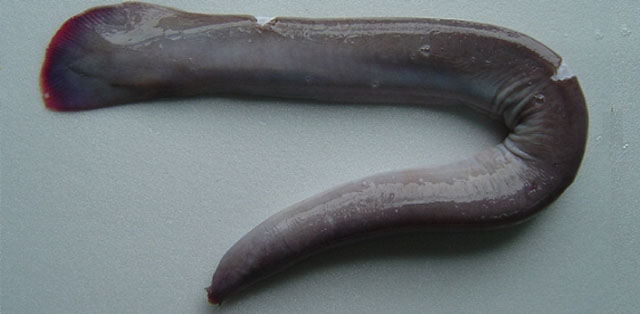 Eptatretus cheni