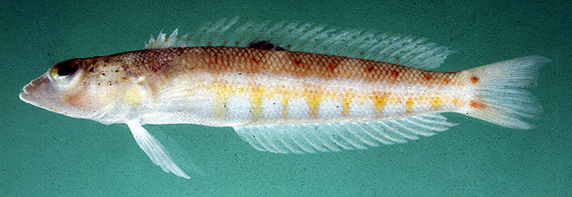 Parapercis colemani