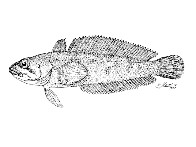 Patagonotothen cornucola