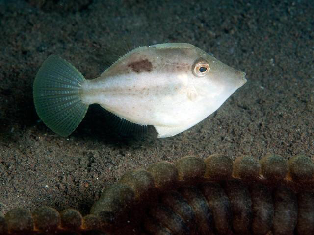 Paramonacanthus curtorhynchos