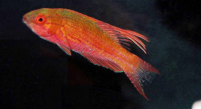 Paracheilinus cyaneus