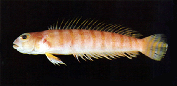Parapercis decemfasciata