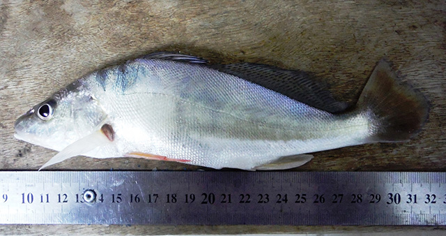 Pachyurus francisci