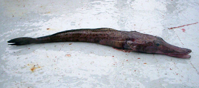 Parachaenichthys georgianus