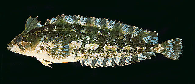 Pavoclinus graminis