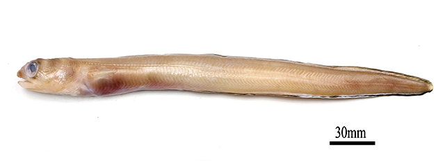 Paraconger guianensis