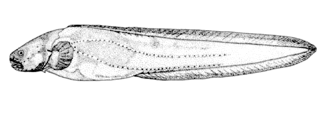 Pachycara gymninium