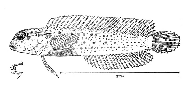 Parenchelyurus hyena