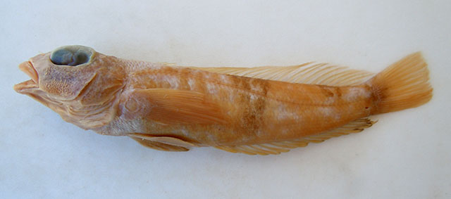 Parapercis imamurai