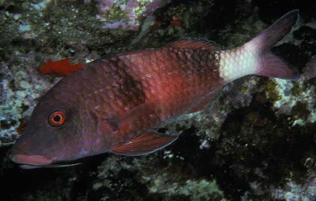Parupeneus insularis